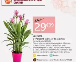 Jardiland Curcuma oferta