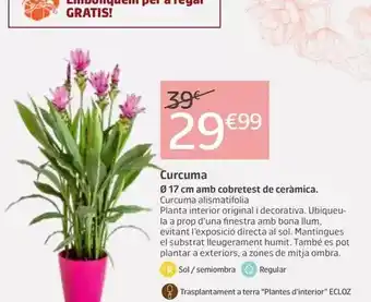 Jardiland Curcuma oferta