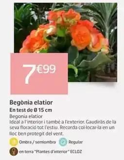 Jardiland Begònia elatior oferta