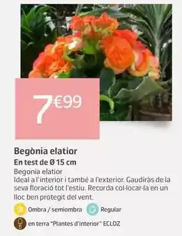 Jardiland Begònia elatior oferta