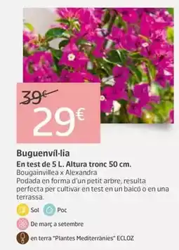 Jardiland Buguenvíl·lia oferta