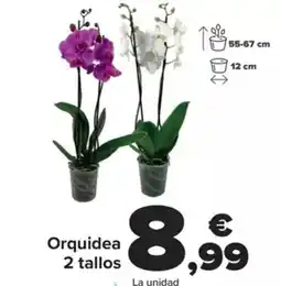 Carrefour Orquidea 2 tallos oferta