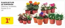 Alcampo Planta de flor de temporada oferta