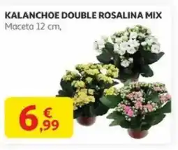 Alcampo Kalanchoe double rosalina mix maceta 12 cm, oferta