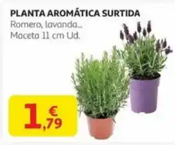 Alcampo Planta aromática surtida oferta