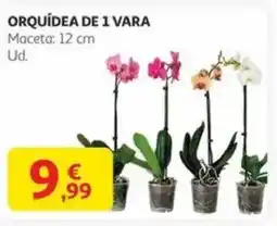 Alcampo Orquídea de 1 vara oferta