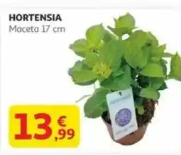 Alcampo Hortensia maceta 17 cm oferta