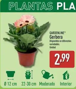 ALDI GARDENLINE Gerbera oferta