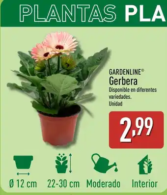 ALDI GARDENLINE Gerbera oferta