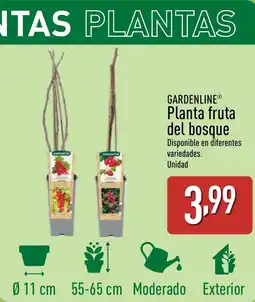 ALDI GARDENLINE® Planta fruta del bosque oferta