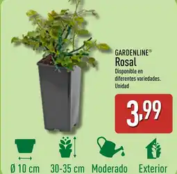 ALDI GARDENLINE Rosal oferta
