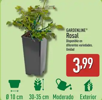 ALDI GARDENLINE Rosal oferta