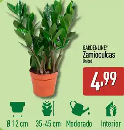 ALDI GARDENLINE Zamioculcas oferta