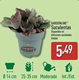 ALDI GARDENLINE Suculentas oferta