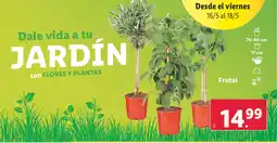 Lidl Frutal oferta