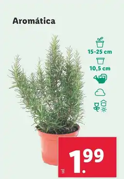 Lidl Aromática oferta