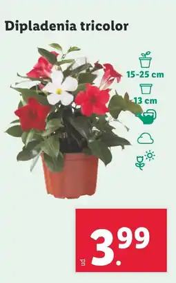 Lidl Dipladenia tricolor oferta
