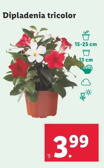 Lidl Dipladenia tricolor oferta