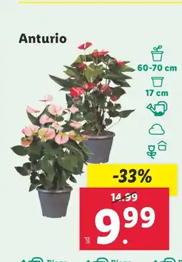 Lidl Anturio oferta