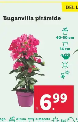 Lidl Buganvilla pirámide oferta