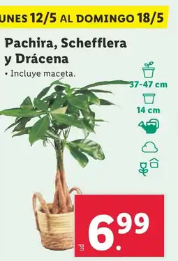 Lidl Pachira, Schefflera y Drácena oferta