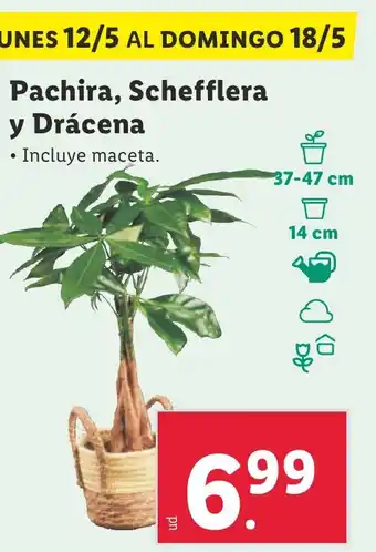 Lidl Pachira, Schefflera y Drácena oferta