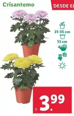 Lidl Crisantemo oferta