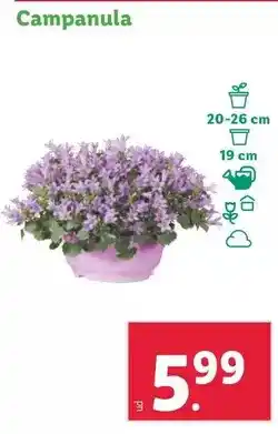 Lidl Campanula oferta