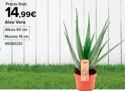 Costco Aloe vera oferta
