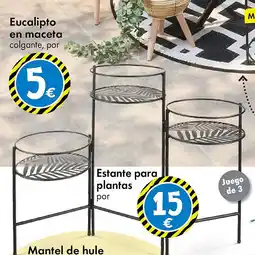 TEDi Eucalipto en maceta oferta