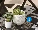TEDi Maceta oferta