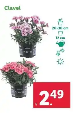 Lidl Clavel oferta