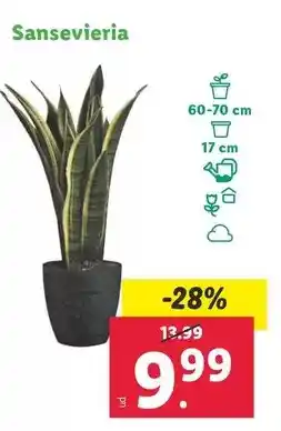 Lidl Sansevieria oferta
