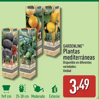 ALDI GARDENLINE Plantas mediterráneas oferta