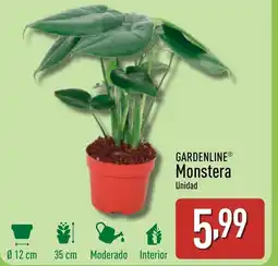 ALDI GARDENLINE Monstera oferta