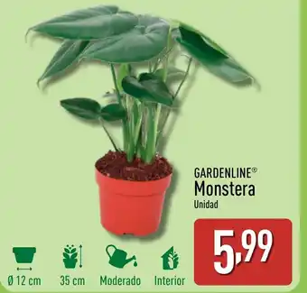 ALDI GARDENLINE Monstera oferta