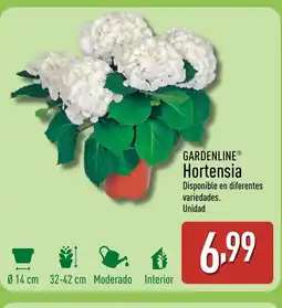ALDI GARDENLINE Hortensia oferta