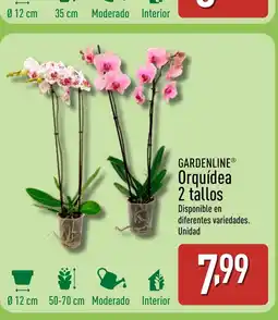 ALDI GARDENLINE Orquídea 2 tallos oferta
