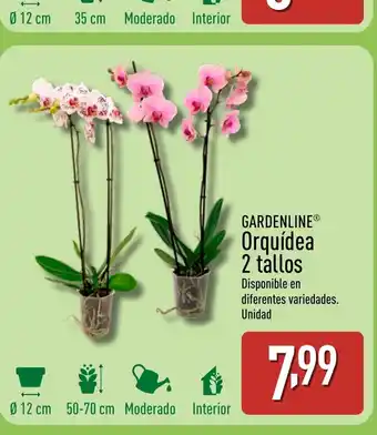 ALDI GARDENLINE Orquídea 2 tallos oferta