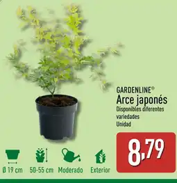 ALDI GARDENLINE Arce japonés oferta
