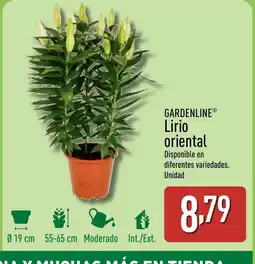 ALDI GARDENLINE Lirio oriental oferta