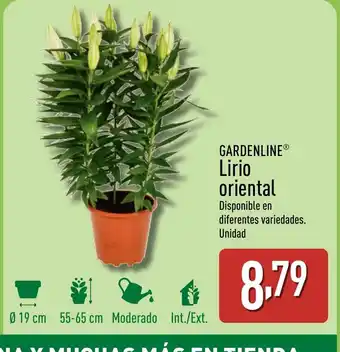 ALDI GARDENLINE Lirio oriental oferta