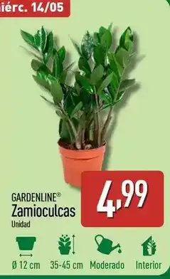 ALDI Gardenline - zamioculcas oferta