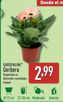ALDI Gardenline - gerbera oferta