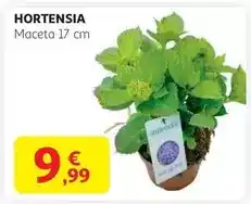 Alcampo Hortensia oferta