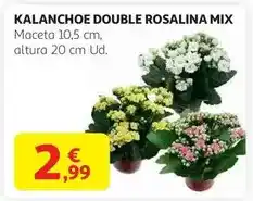 Alcampo Kalanchoe double rosalina mix oferta