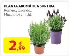 Alcampo Planta aromatica surtida oferta