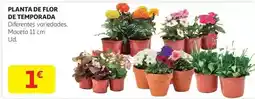 Alcampo Flor - planta de de temporada oferta