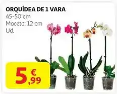 Alcampo Orquidea de 1 vara oferta