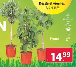 Lidl Frutal oferta